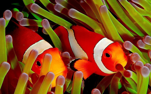463656 (a): :1920x1200